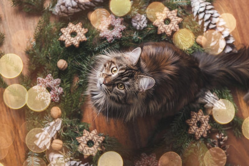 Festive Wreaths